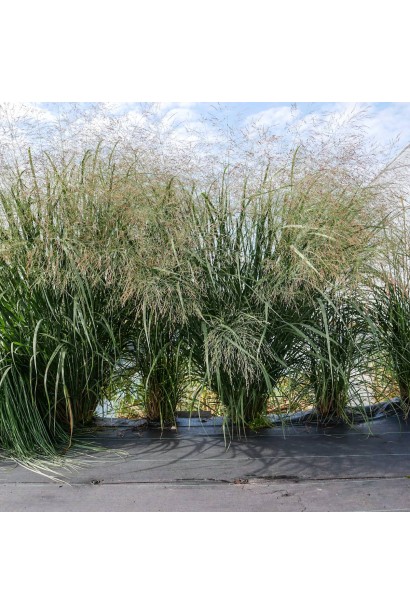 Молінія Фонтейн злак